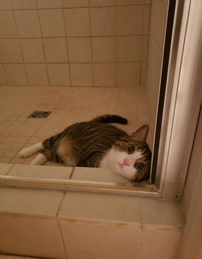 Went To The Bathroom And Was Met By A Very Intrigued Spectator