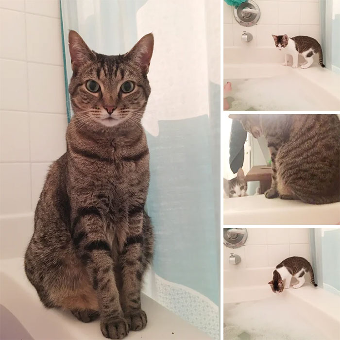 My Bath Time Bring All The Cats To The Tub And They're Like What Is Wrong With You You Are In Water You Are Dying And Who Will Feed Us