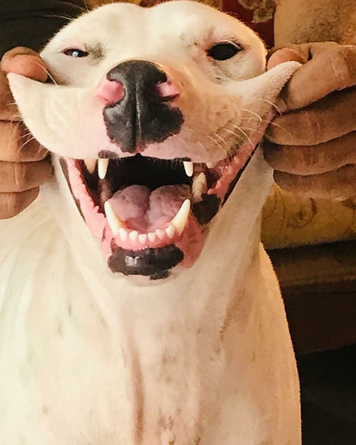 Stretchy Mastiff's Smile