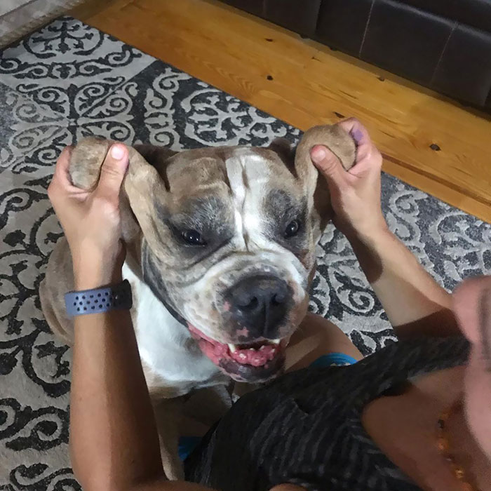 Bianca Cracks Me Up! This Dog Loves To Pounce And Wrestle. Her Big Ol Jowls Get Ya All Slobbery And She Comes Back For More