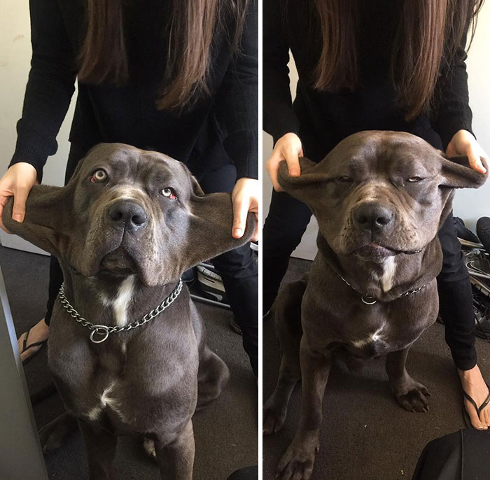 He's Beauty, He's Grace, He's Got A Flappy Face