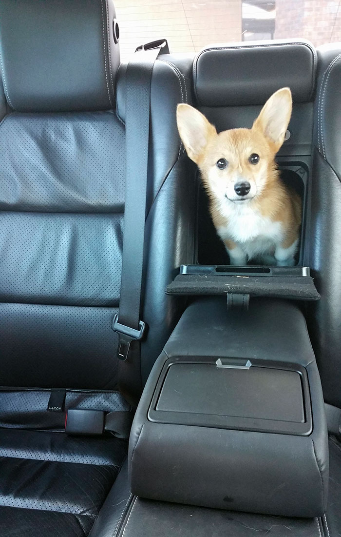 Funny-Dogs-Riding-Cars-Pics