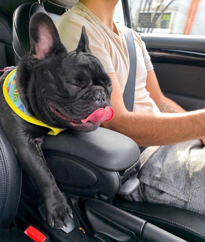 Funny-Dogs-Riding-Cars-Pics