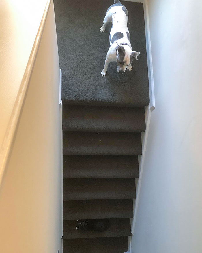 My (Black) Cat Lay Across The Stairs In Order To Trap My Dog
