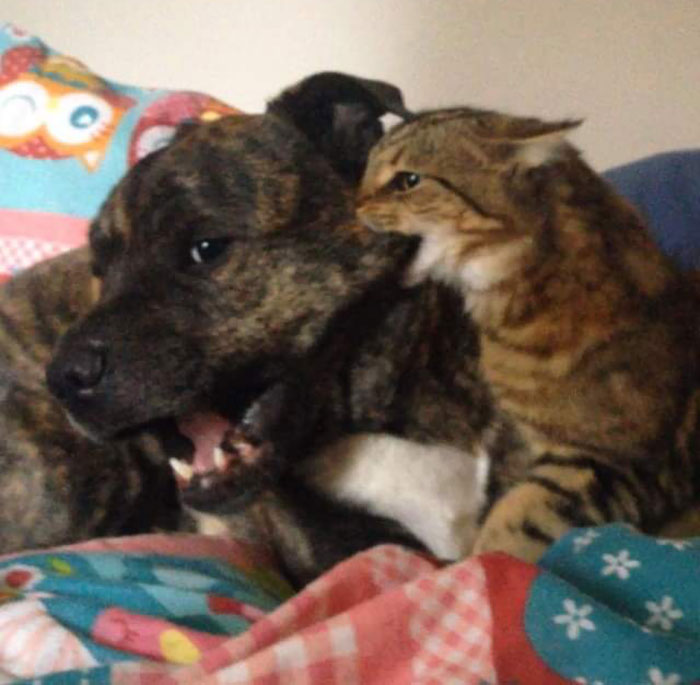 Cat Eating Dog