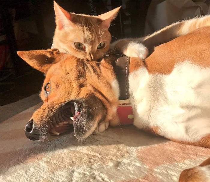 40 Divertidas fotos de gatos portándose fatal con los perros