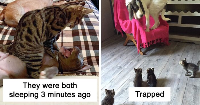 56 Times People Captured Their Cats Being Total Jerks To Dogs And Just Had To Share Pics56 Times People Captured Their Cats Being Total Jerks To Dogs And Just Had To Share Pics