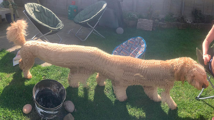 Ok, Don’t Take A Panorama Of Your Dog