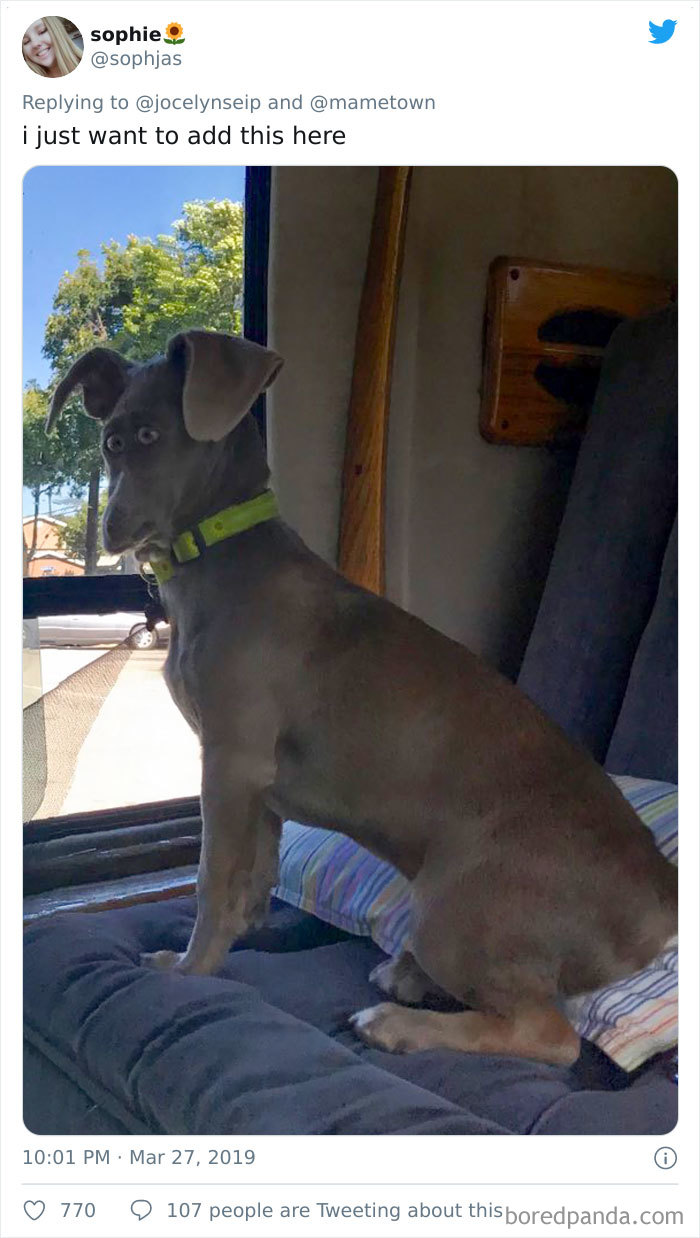 Panorama Doggo Gone Wrong