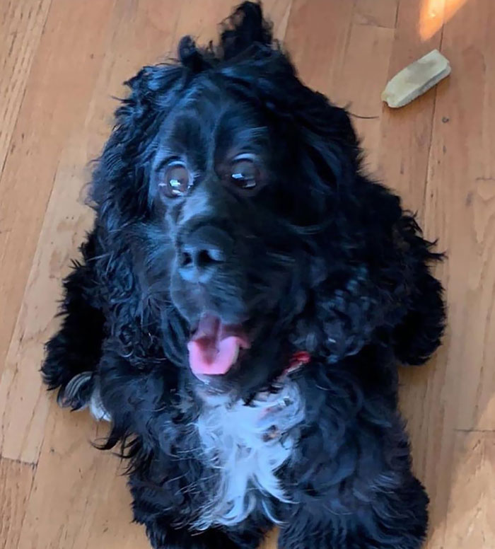 Me In My Natural State While Begging For Greenies