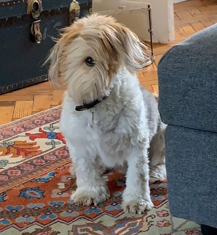 Cybork’s Abilities: Scan For Chicken, Scan For Angery Cat, Scan For Pocket Snack, Scan For Jellybean, Scan For Trickery, Scan For Hairy Stranger Leaving Message On Grass