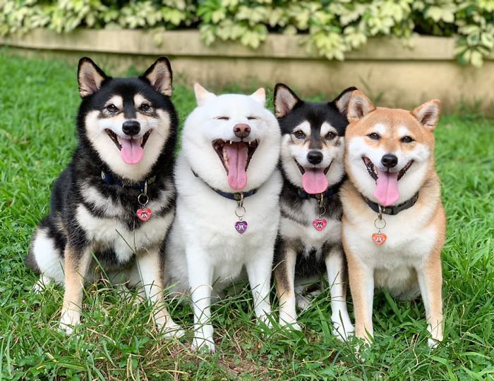 Funny-Photobombing-Shiba-Inu-Dog-Photos