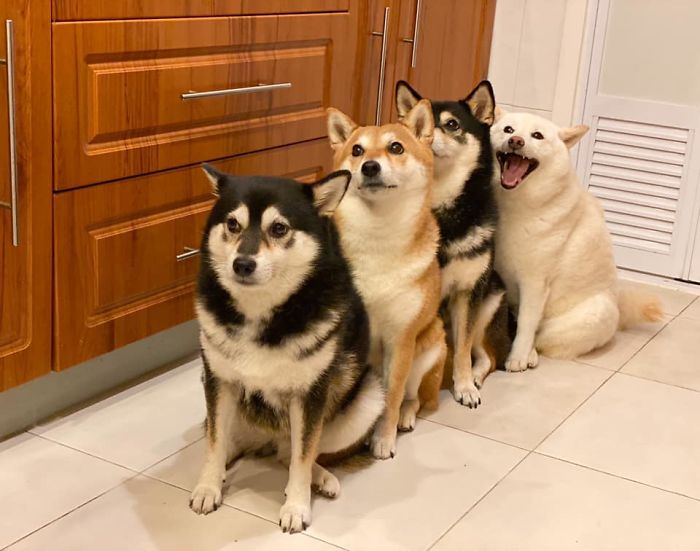 Funny-Photobombing-Shiba-Inu-Dog-Photos