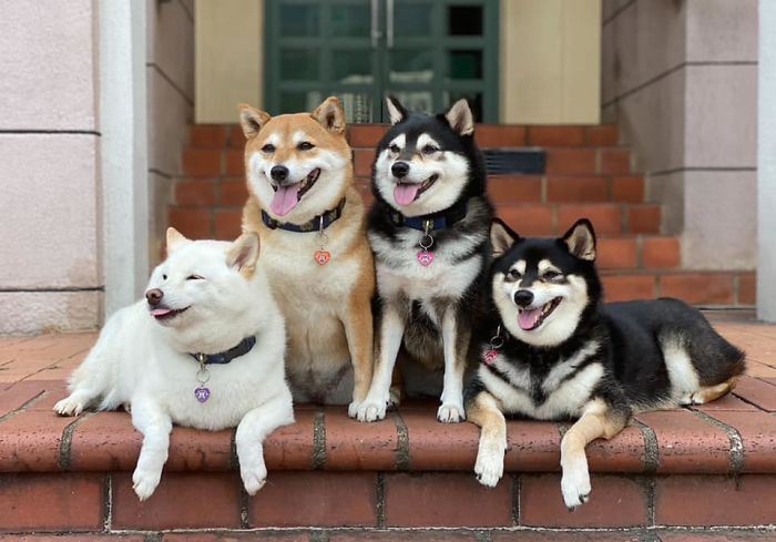 Funny-Photobombing-Shiba-Inu-Dog-Photos