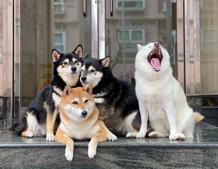 Funny-Photobombing-Shiba-Inu-Dog-Photos