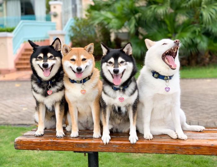 Funny-Photobombing-Shiba-Inu-Dog-Photos