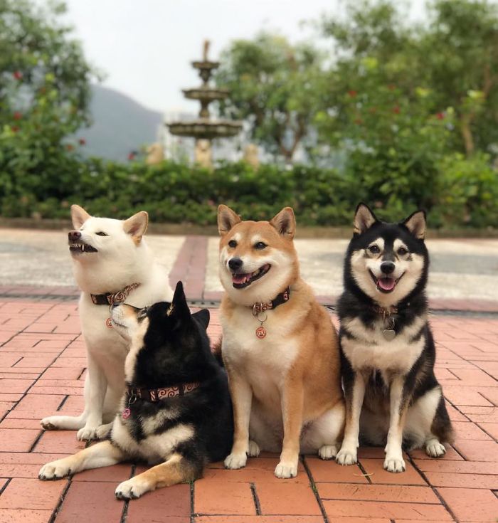 Funny-Photobombing-Shiba-Inu-Dog-Photos