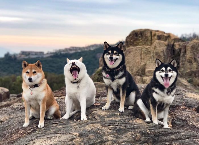 Funny-Photobombing-Shiba-Inu-Dog-Photos