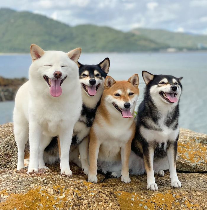 Funny-Photobombing-Shiba-Inu-Dog-Photos