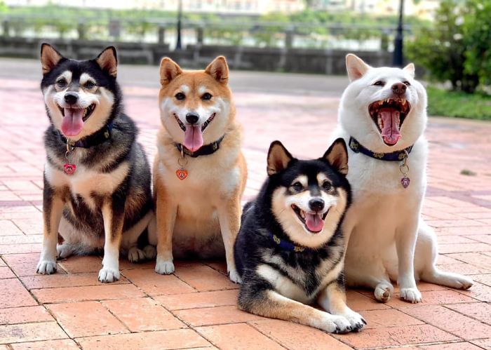 Funny-Photobombing-Shiba-Inu-Dog-Photos