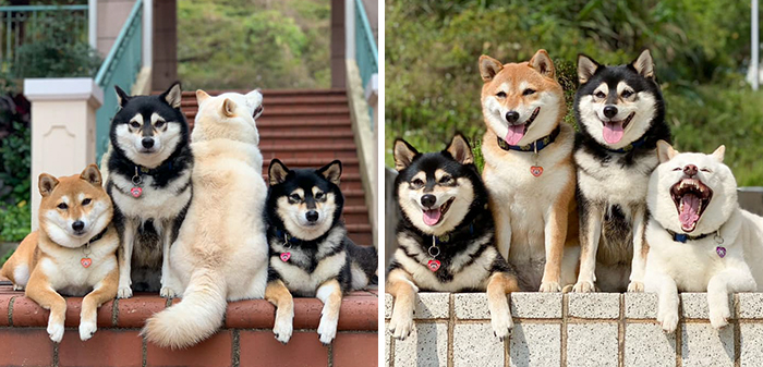 ‘We All Have This Friend’: Shiba Inu Goes Viral For Constantly Ruining Group Pics
