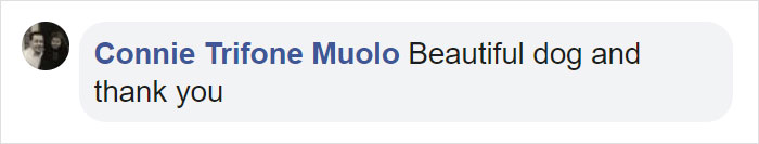 Kerith The Golden Retriever Is Visiting Areas Affected By Fires In California To Comfort Overworked Firefighters