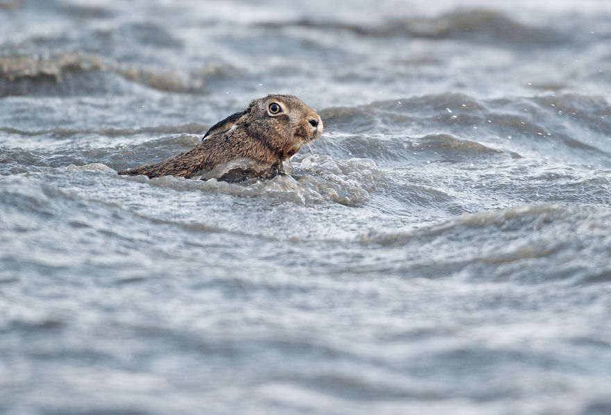 I’ve Been Photographing Storms During Dutch Tides For 7 Years, Here Are My 28 Pics To Capture Their Effect On Local Wildlife I’ve Been Photographing Storms During Dutch Tides For 7 Years, Here Are My 28 Pics To Capture Their Effect On Local Wildlife