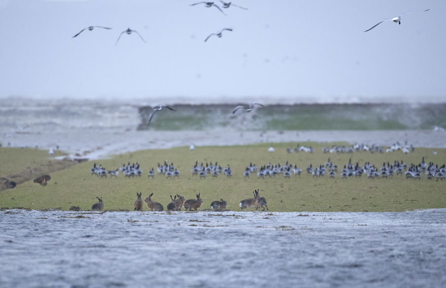 I’ve Been Photographing Storms During Dutch Tides For 7 Years, Here Are My 28 Pics To Capture Their Effect On Local Wildlife I’ve Been Photographing Storms During Dutch Tides For 7 Years, Here Are My 28 Pics To Capture Their Effect On Local Wildlife