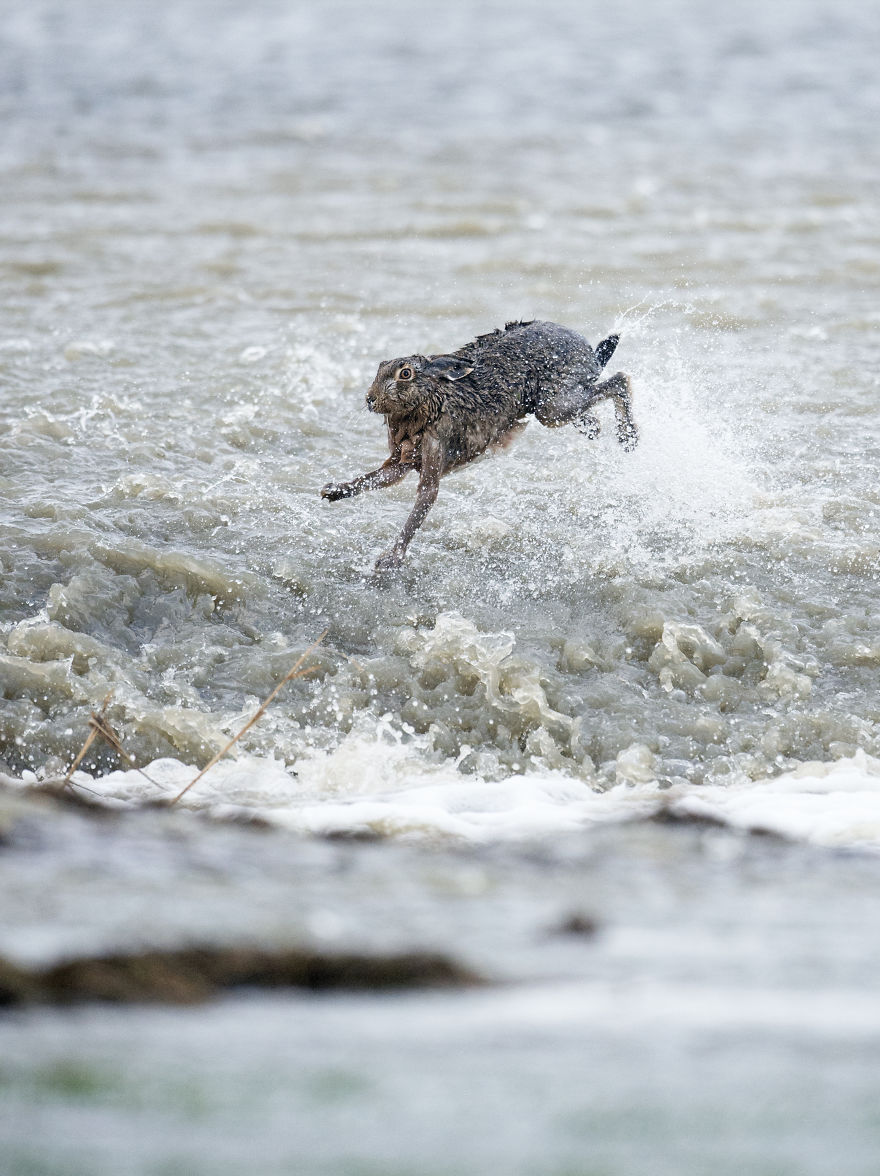 I’ve Been Photographing Storms During Dutch Tides For 7 Years, Here Are My 28 Pics To Capture Their Effect On Local Wildlife I’ve Been Photographing Storms During Dutch Tides For 7 Years, Here Are My 28 Pics To Capture Their Effect On Local Wildlife