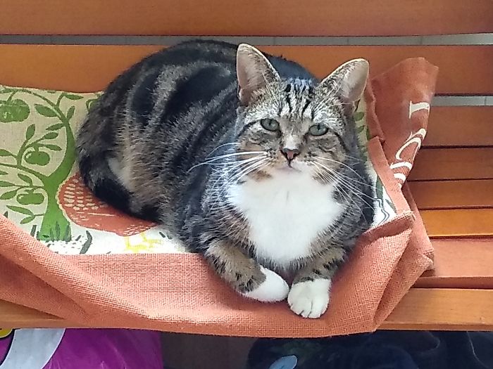 Luna's Brother Ollie