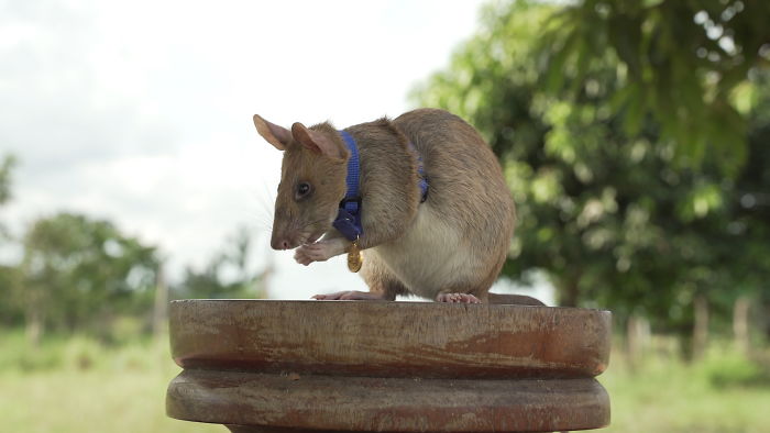 Meet Magawa, The Landmine-Detecting Rat Who Just Received The PDSA Gold Medal For Exceptional Bravery