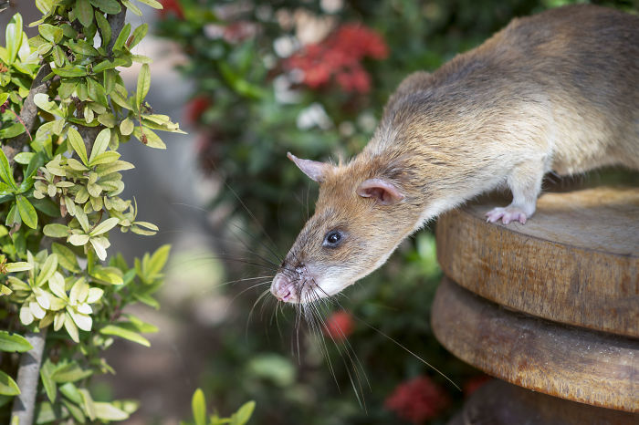Meet Magawa, The Landmine-Detecting Rat Who Just Received The PDSA Gold Medal For Exceptional Bravery