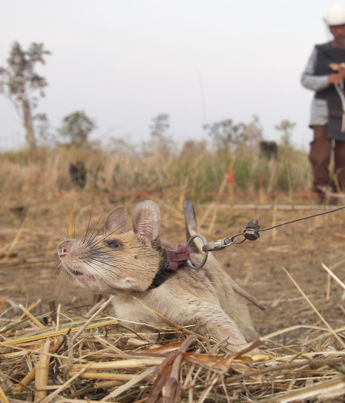 Meet Magawa, The Landmine-Detecting Rat Who Just Received The PDSA Gold Medal For Exceptional Bravery