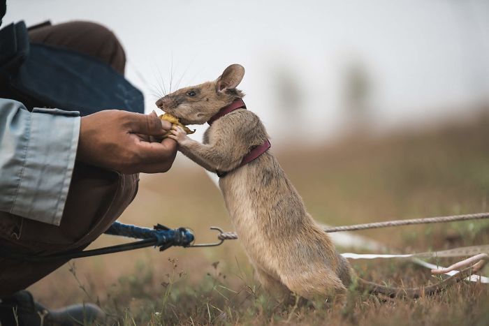 Meet Magawa, The Landmine-Detecting Rat Who Just Received The PDSA Gold Medal For Exceptional Bravery