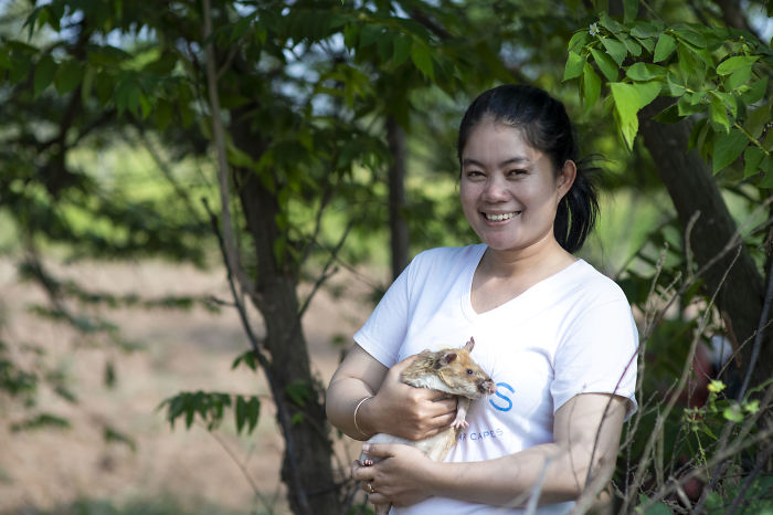 Meet Magawa, The Landmine-Detecting Rat Who Just Received The PDSA Gold Medal For Exceptional Bravery