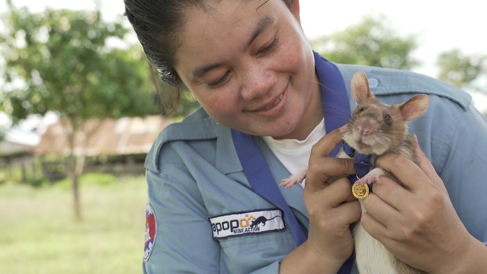 Meet Magawa, The Landmine-Detecting Rat Who Just Received The PDSA Gold Medal For Exceptional Bravery