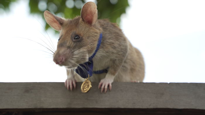 Meet Magawa, The Landmine-Detecting Rat Who Just Received The PDSA Gold Medal For Exceptional Bravery