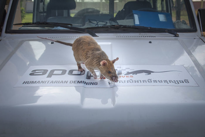 Meet Magawa, The Landmine-Detecting Rat Who Just Received The PDSA Gold Medal For Exceptional Bravery