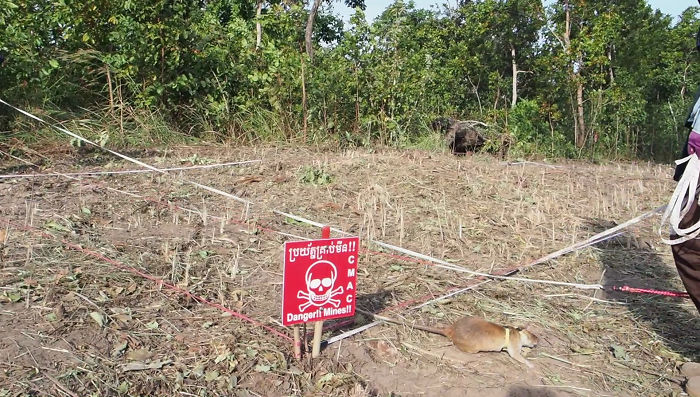 Meet Magawa, The Landmine-Detecting Rat Who Just Received The PDSA Gold Medal For Exceptional Bravery