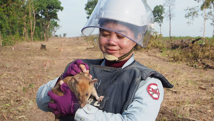 Meet Magawa, The Landmine-Detecting Rat Who Just Received The PDSA Gold Medal For Exceptional Bravery