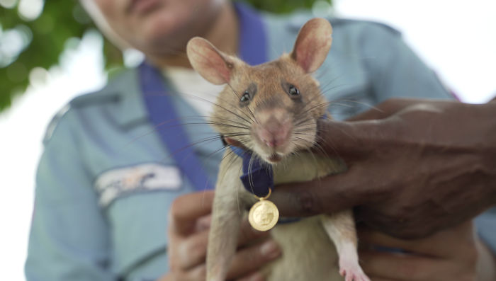 Meet Magawa, The Landmine-Detecting Rat Who Just Received The PDSA Gold Medal For Exceptional Bravery