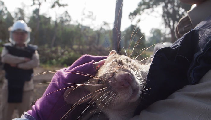 Meet Magawa, The Landmine-Detecting Rat Who Just Received The PDSA Gold Medal For Exceptional Bravery