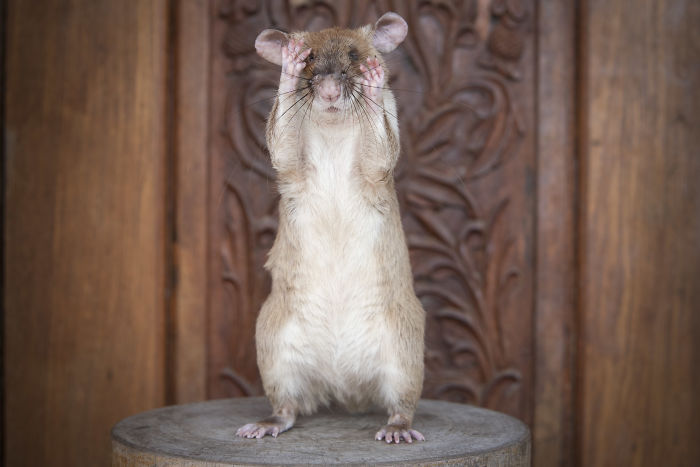 Meet Magawa, The Landmine-Detecting Rat Who Just Received The PDSA Gold Medal For Exceptional Bravery
