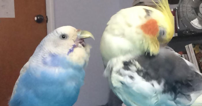 Hey Pandas, Share The Funniest Photos Of Your Birds (Closed)
