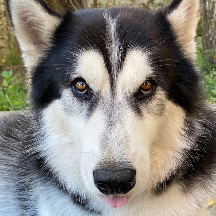 Hey Pandas, Show Us The Cutest Picture Of Your Pet (Closed)