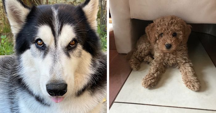 Hey Pandas, Show Us The Cutest Picture Of Your Pet (Closed)