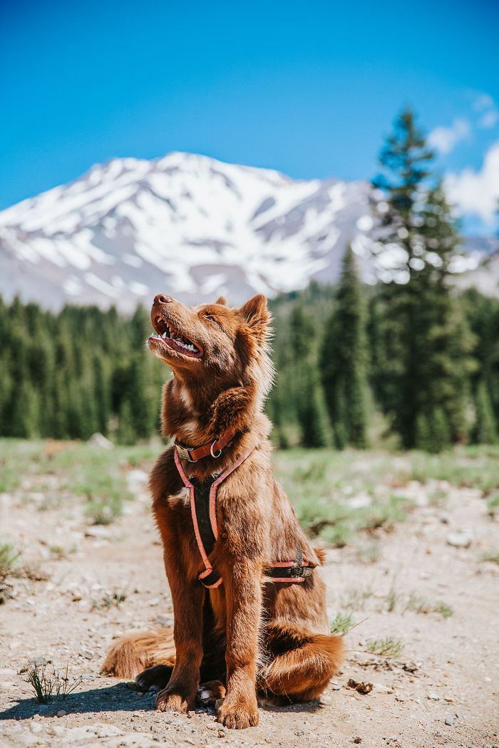An Extremely Rare Fully Chocolate (Brown) Siberian Husky