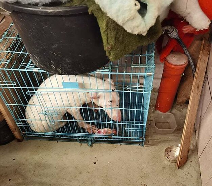 Huge Illegal Dog Breeding Operation In Lithuania Is Exposed After Dog Gets Kidnapped And Found In Illegal Puppy Mill