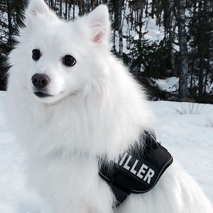 trudestenerhansen avatar