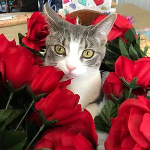 lexischmidt13 avatar